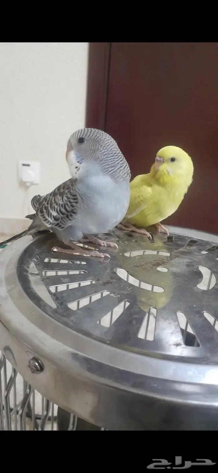 زوج بادجي هولندي اليف( تم البيع) 4