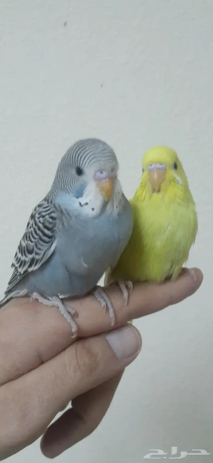 زوج بادجي هولندي اليف( تم البيع) 6