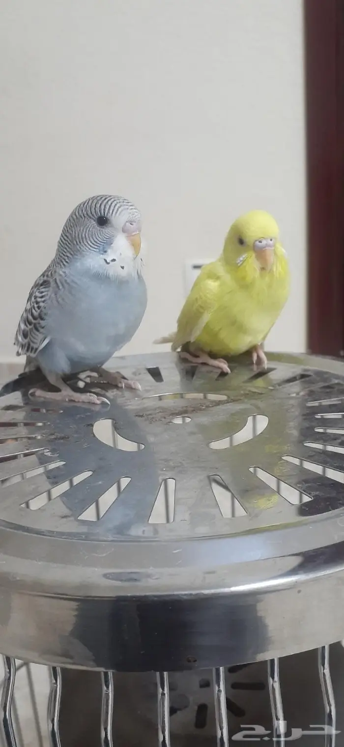 زوج بادجي هولندي اليف( تم البيع) 5