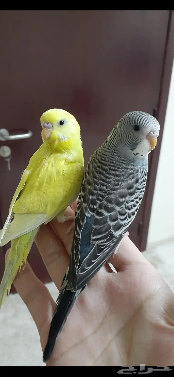 زوج بادجي هولندي اليف( تم البيع) 0