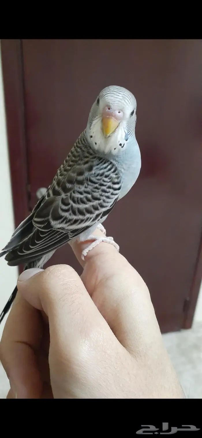 زوج بادجي هولندي اليف( تم البيع) 1