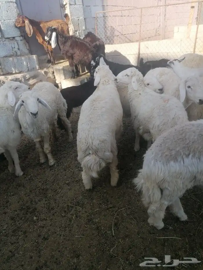 ذبايح طليان ورخال وتيوس عوارض وجنوبيه مع امكانيه الذبح وتوصي 4