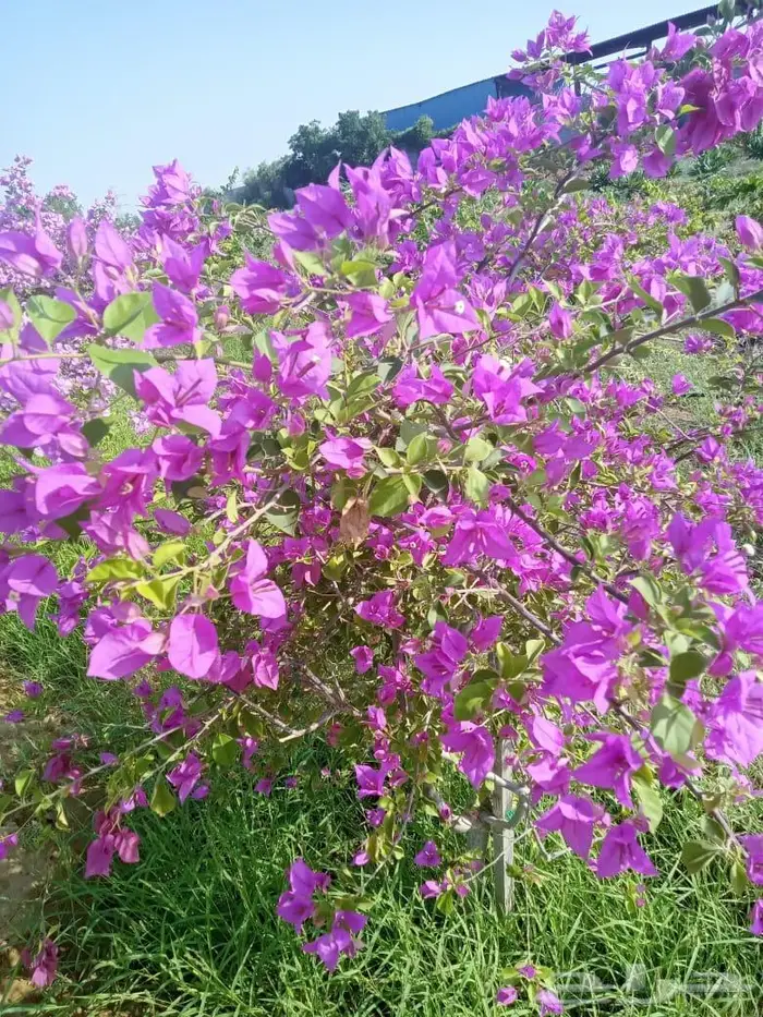 مشاتل الجمله لجميع أنواع الشتلات 0
