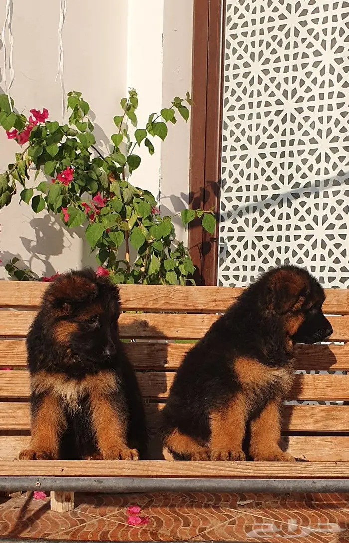 جراء كينق جيرمن شيبرد لونق هير شولاين 5