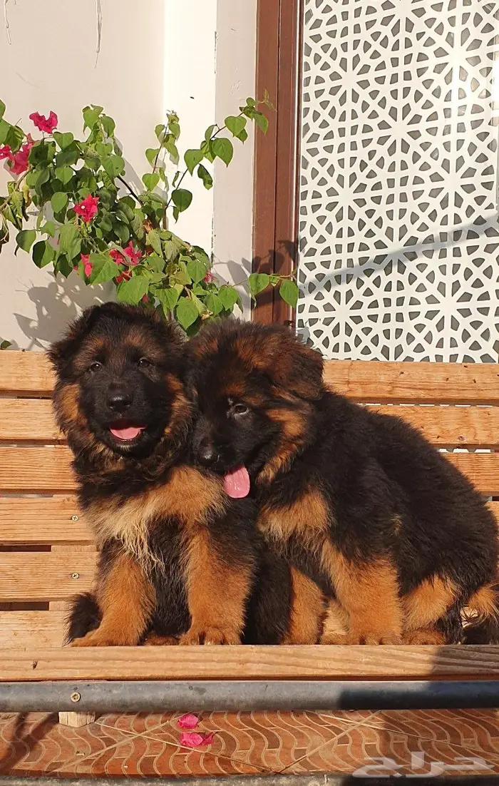 جراء كينق جيرمن شيبرد لونق هير شولاين 9