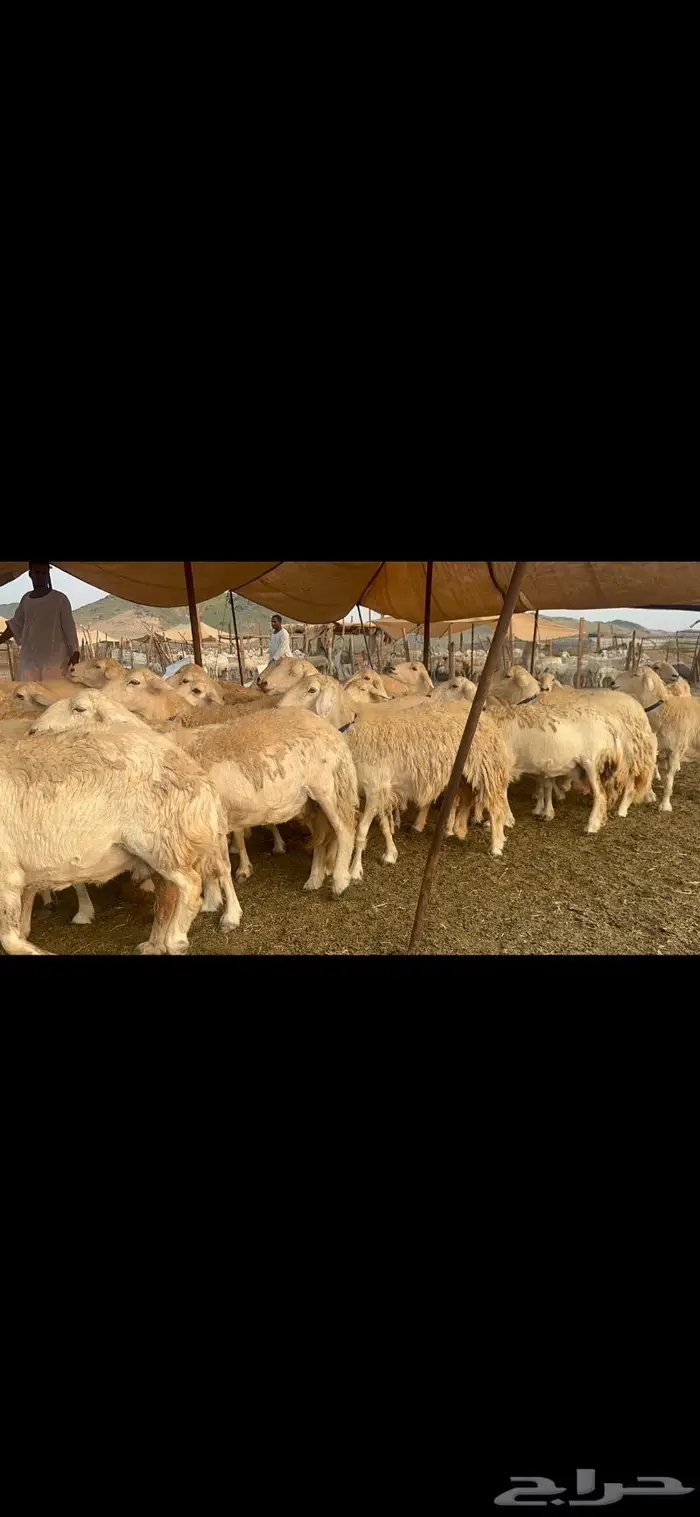 غنم حرية جروم صنف من الحريت النوادر 70 0