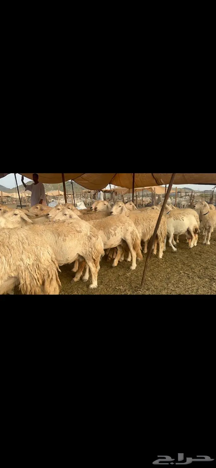 غنم حرية جروم صنف من الحريت النوادر 70 2