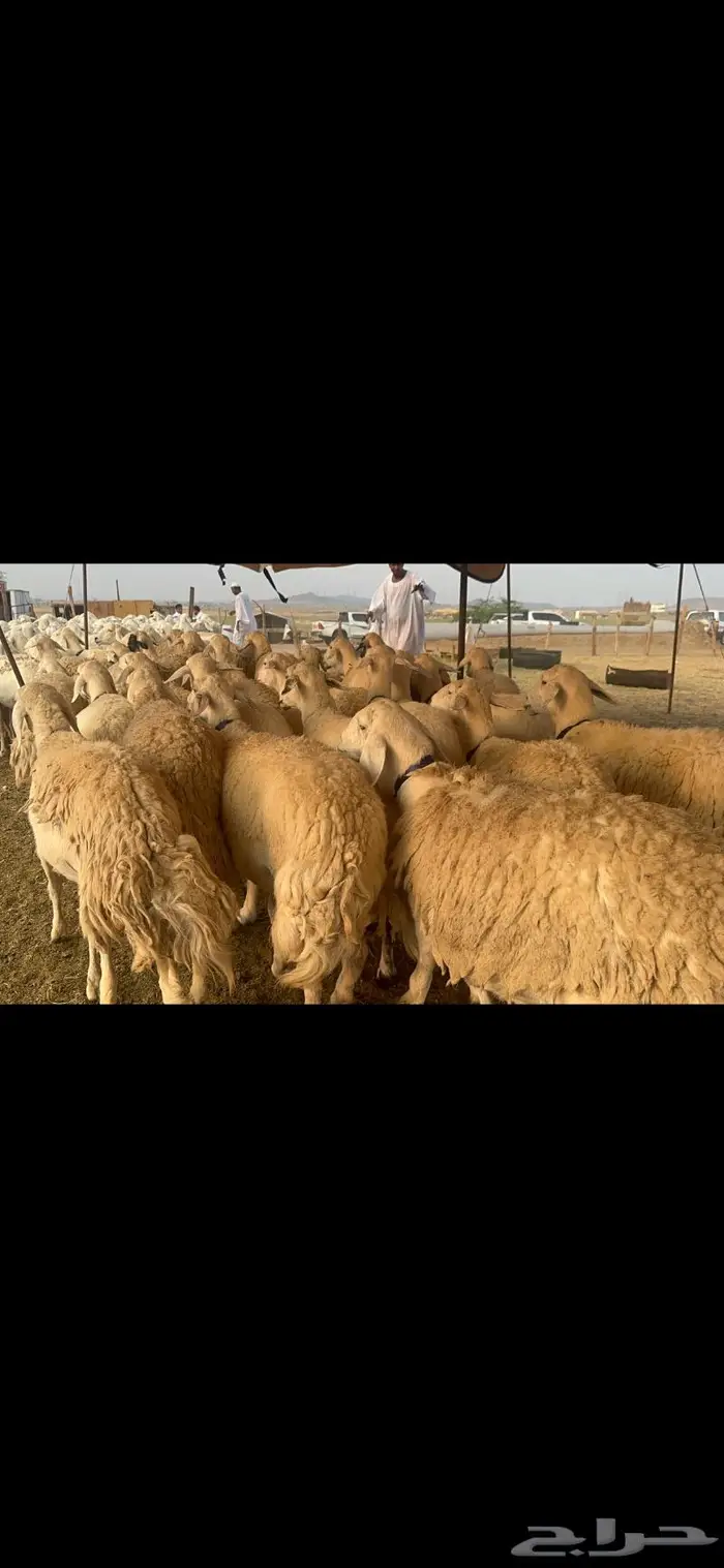 غنم حرية جروم صنف من الحريت النوادر 70 3