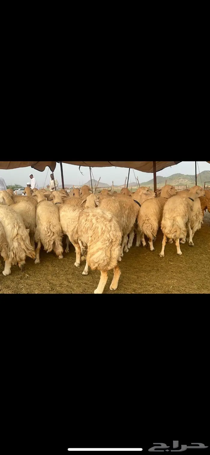 غنم حرية جروم صنف من الحريت النوادر 70 5