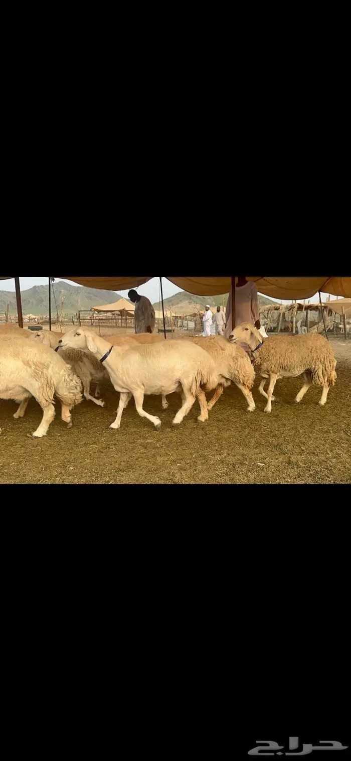 غنم حرية جروم صنف من الحريت النوادر 70 4