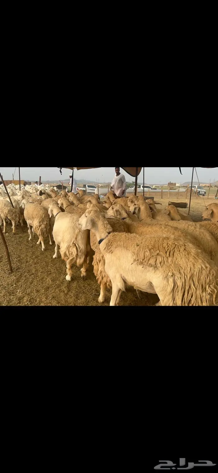 غنم حرية جروم صنف من الحريت النوادر 70 6