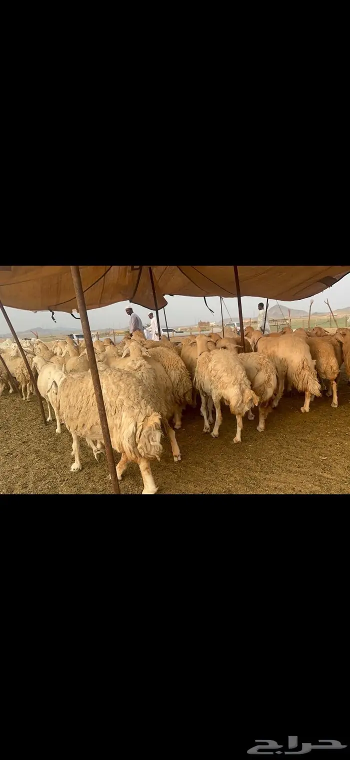 غنم حرية جروم صنف من الحريت النوادر 70 7