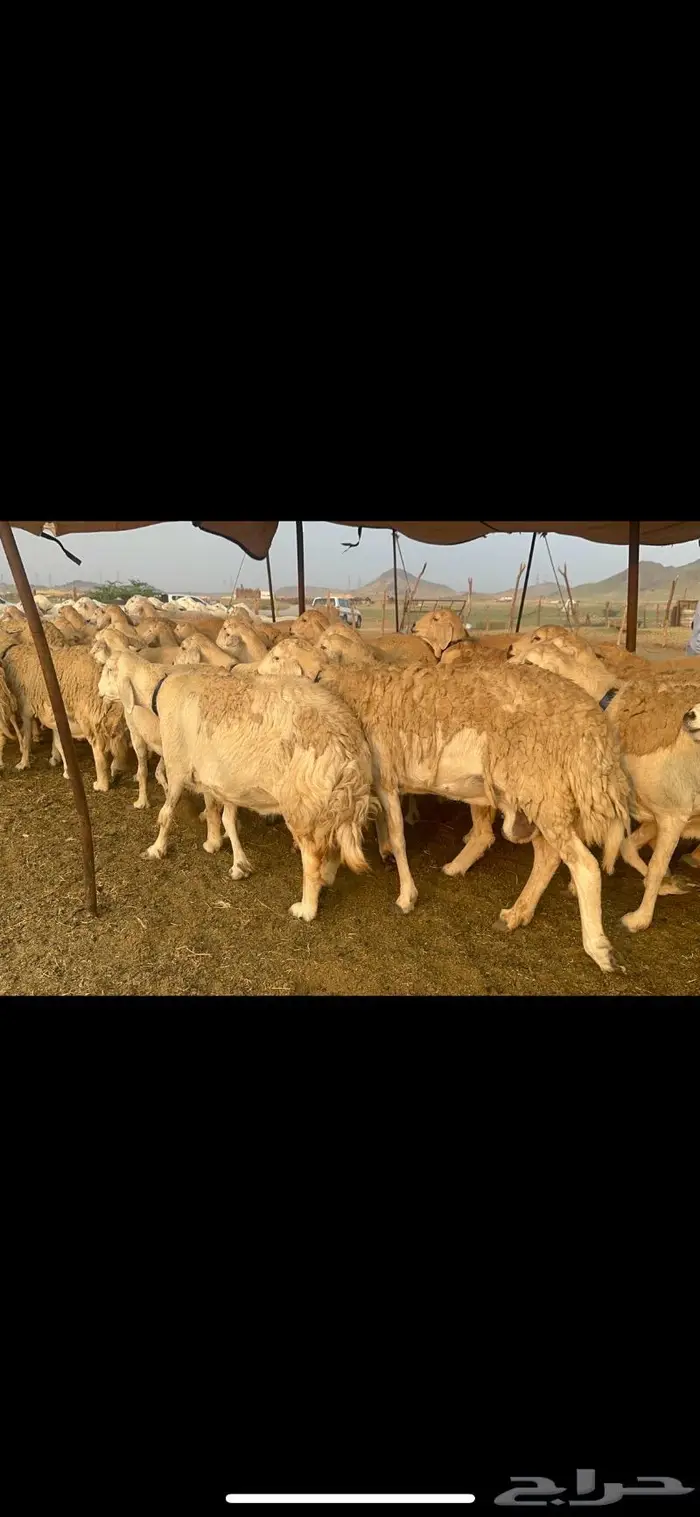 غنم حرية جروم صنف من الحريت النوادر 70 11