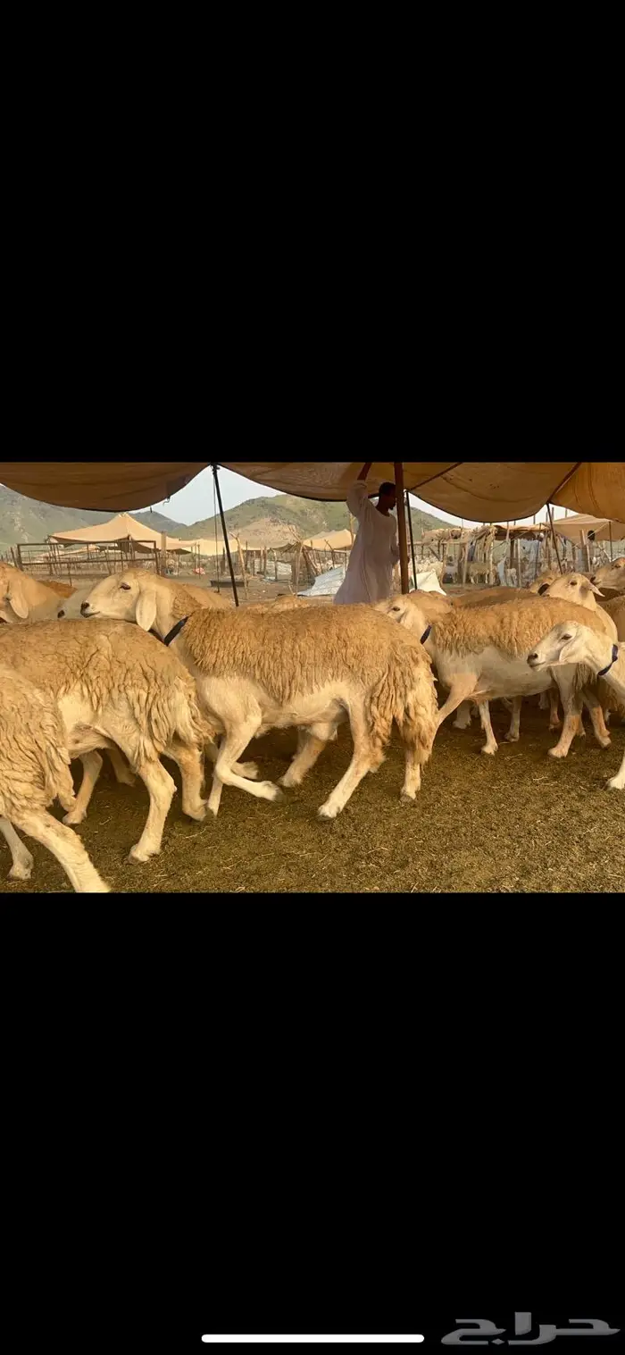 غنم حرية جروم صنف من الحريت النوادر 70 14