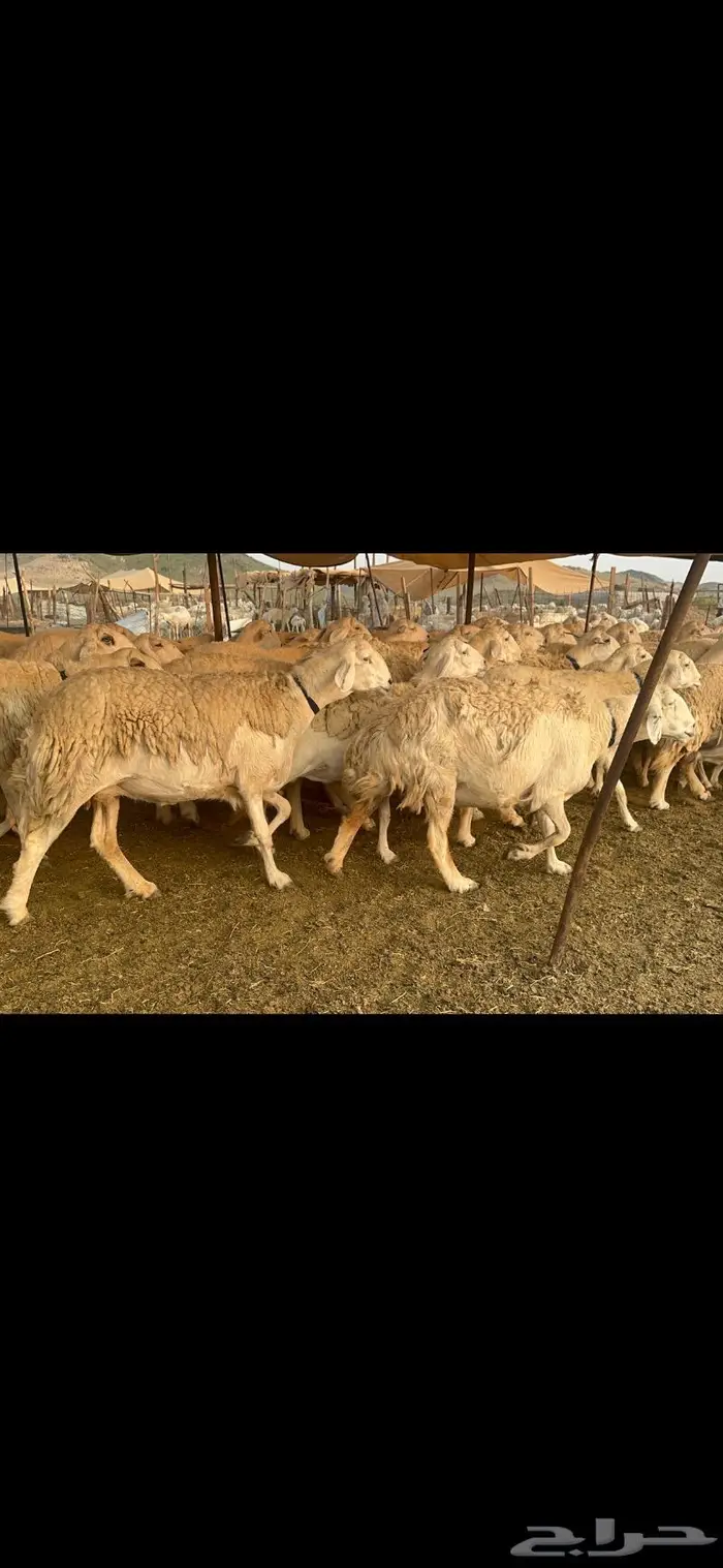 غنم حرية جروم صنف من الحريت النوادر 70 15