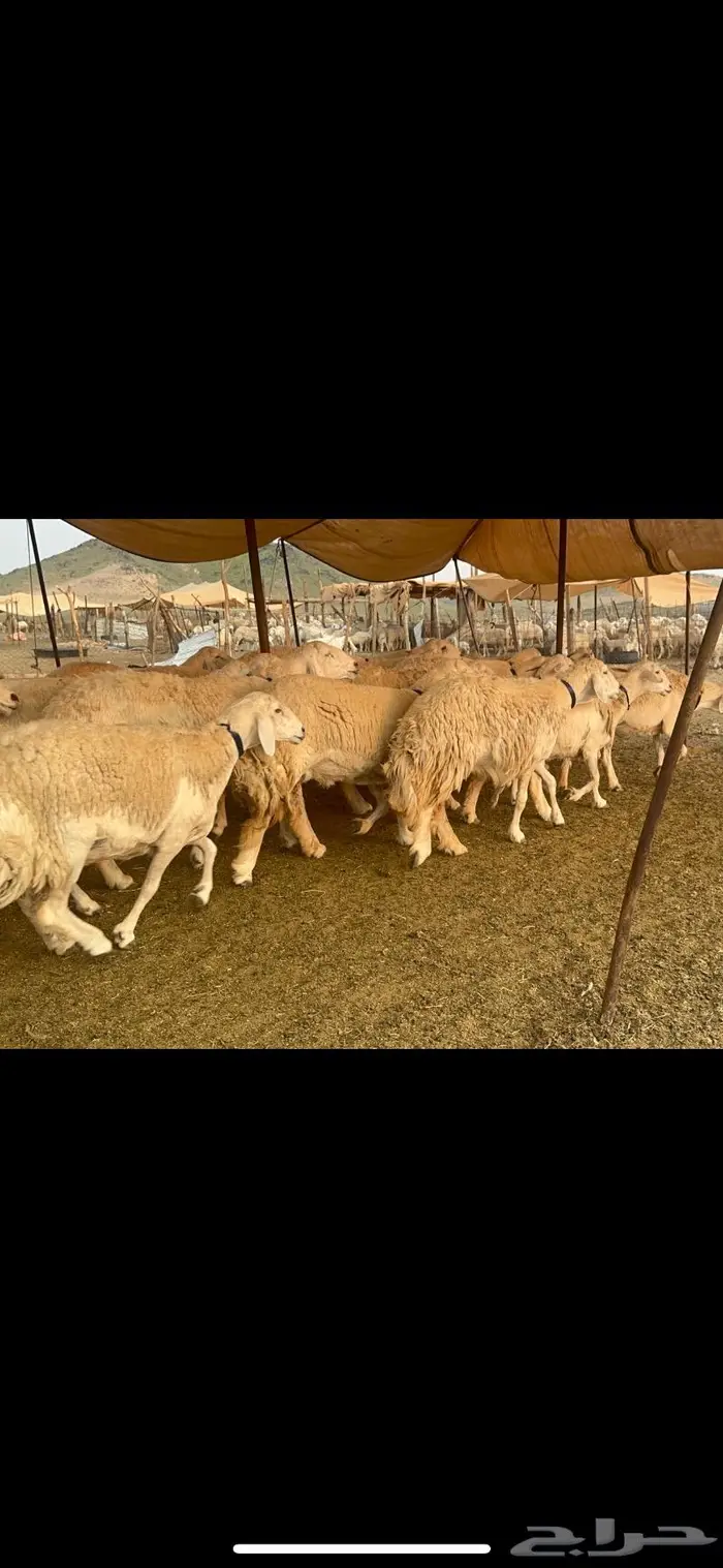 غنم حرية جروم صنف من الحريت النوادر 70 16