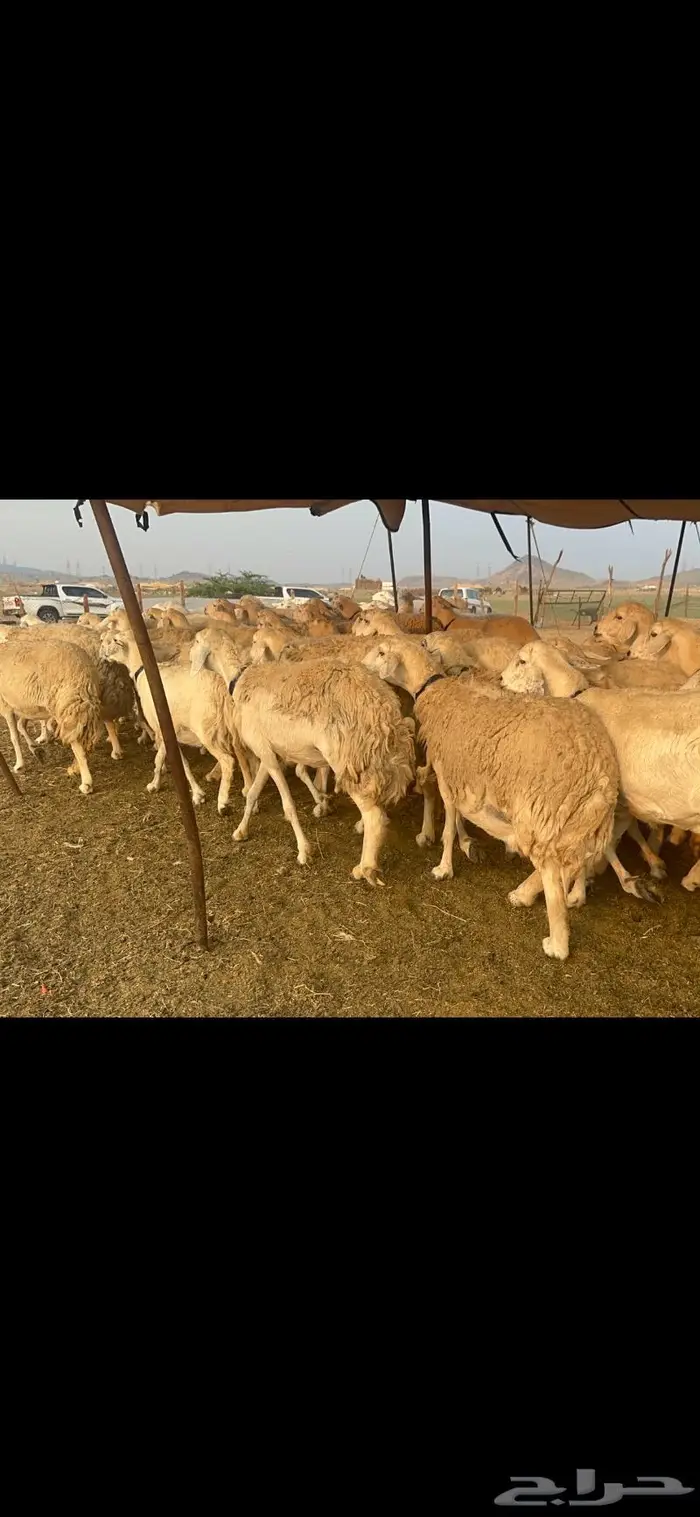 غنم حرية جروم صنف من الحريت النوادر 70 17