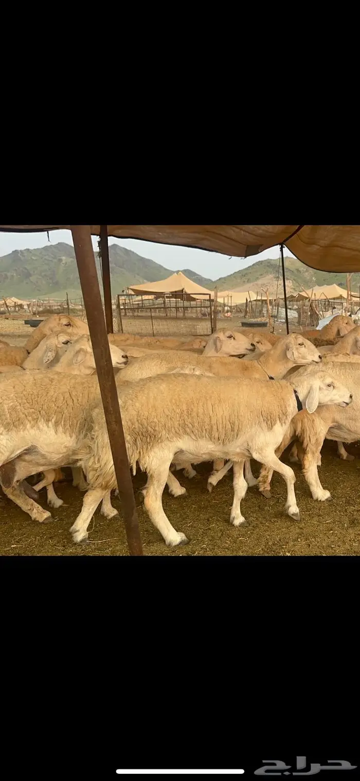 غنم حرية جروم صنف من الحريت النوادر 70 19