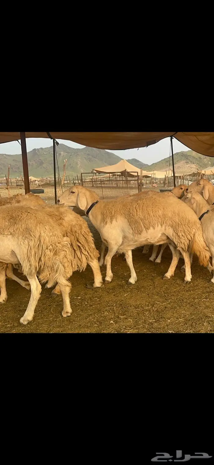 غنم حرية جروم صنف من الحريت النوادر 70 20