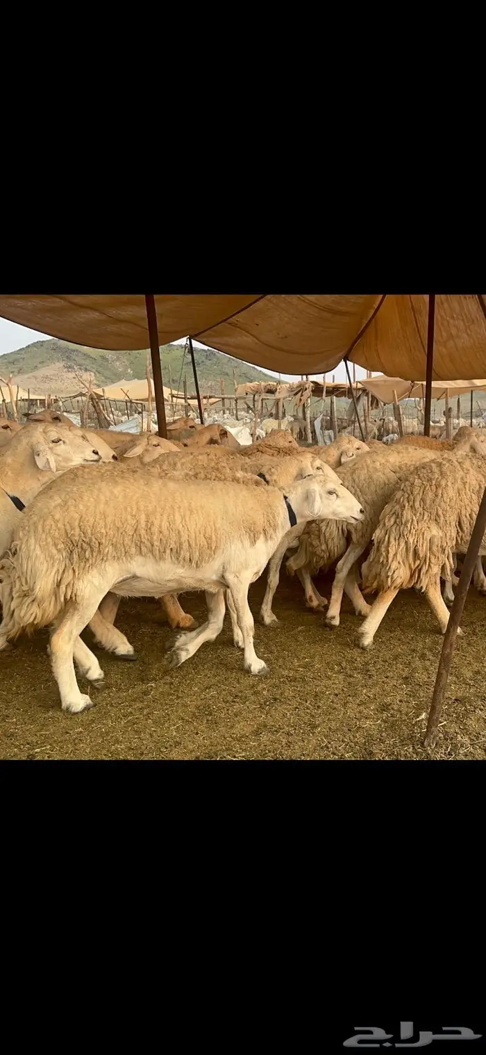 غنم حرية جروم صنف من الحريت النوادر 70 24