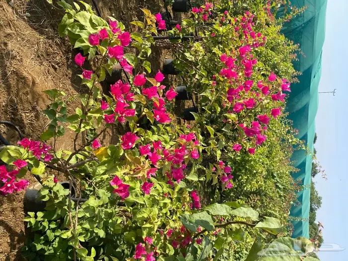 مشاتل الجمله لجميع أنواع الشتلات 14