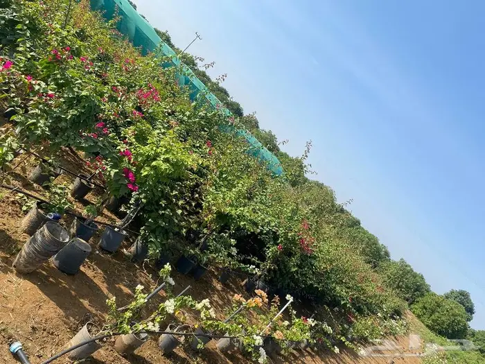 مشاتل الجمله لجميع أنواع الشتلات 15