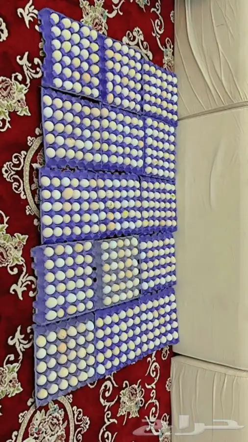 بيض بلدي للأكل فقط صحي 2