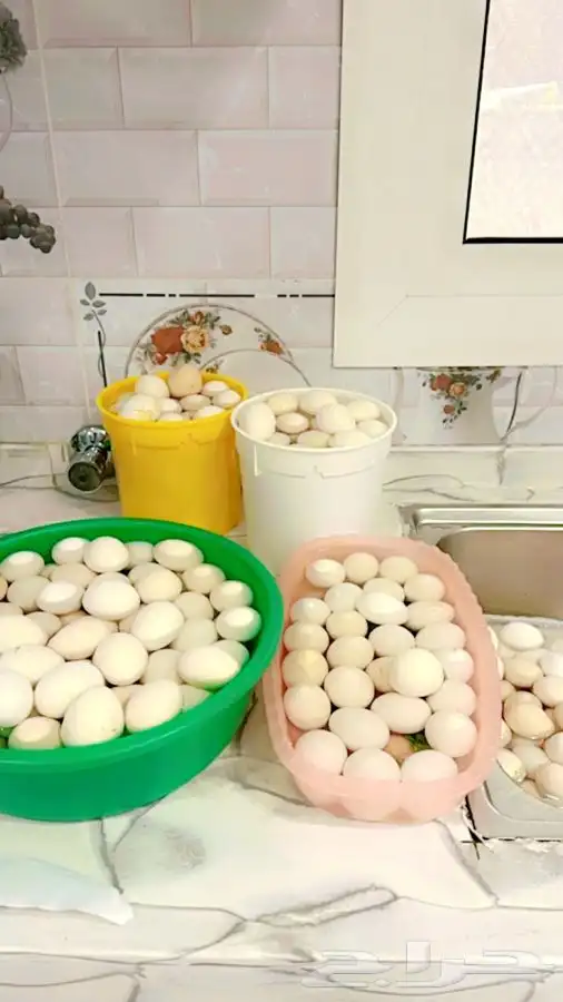 بيض بلدي للأكل فقط صحي 0
