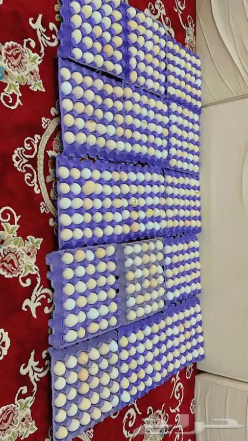 بيض بلدي للأكل فقط صحي 1