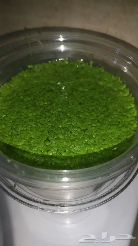 نبات طافي لاحواض السمك 0