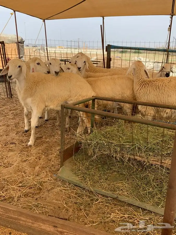 ذبايح حري طليان حري رخال حري جدة طريق بريمان بجوار المخيمات 1