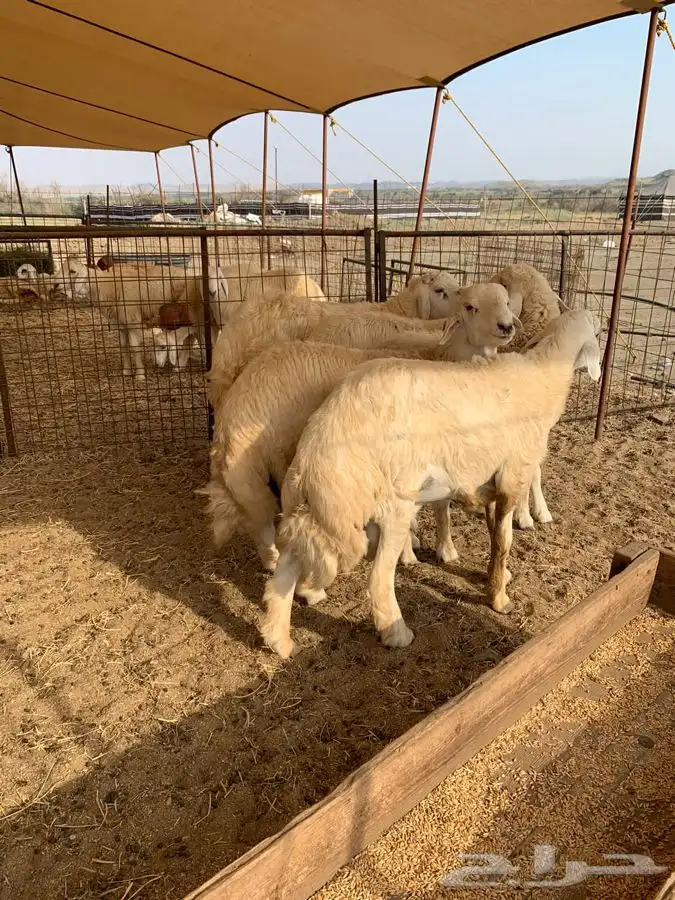 ذبايح حري طليان حري رخال حري جدة طريق بريمان بجوار المخيمات 4