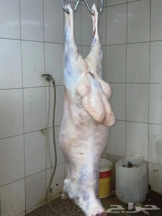 ذبايح حري طليان حري رخال حري جدة طريق بريمان بجوار المخيمات 7