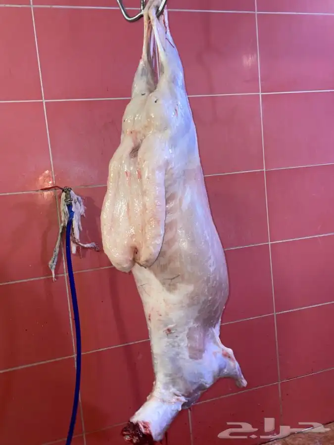 ذبايح حري طليان حري رخال حري جدة طريق بريمان بجوار المخيمات 0