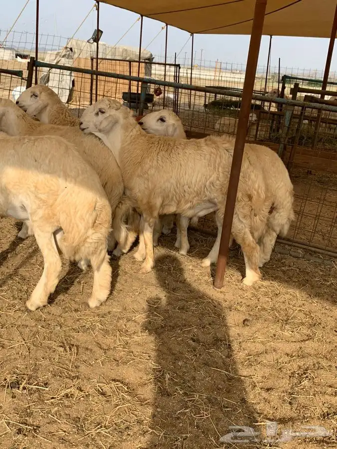 ذبايح حري طليان حري رخال حري جدة طريق بريمان بجوار المخيمات 3