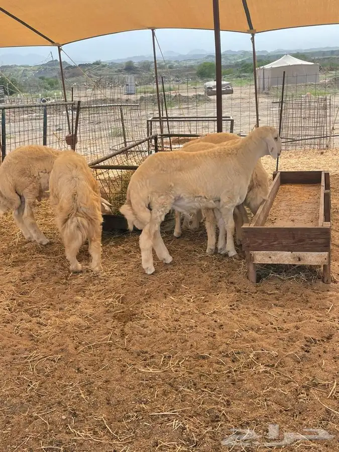 ذبايح حري طليان حري رخال حري جدة طريق بريمان بجوار المخيمات 6