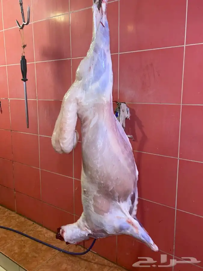 ذبايح حري طليان حري رخال حري جدة طريق بريمان بجوار المخيمات 5