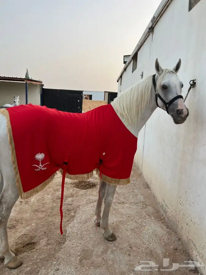 خيول وجمال ايجار 2