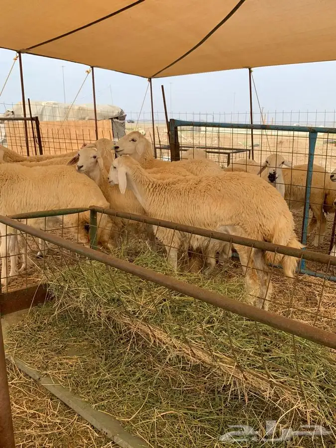 ذبايح حري طليان حري رخال حري جدة طريق بريمان بجوار المخيمات 2