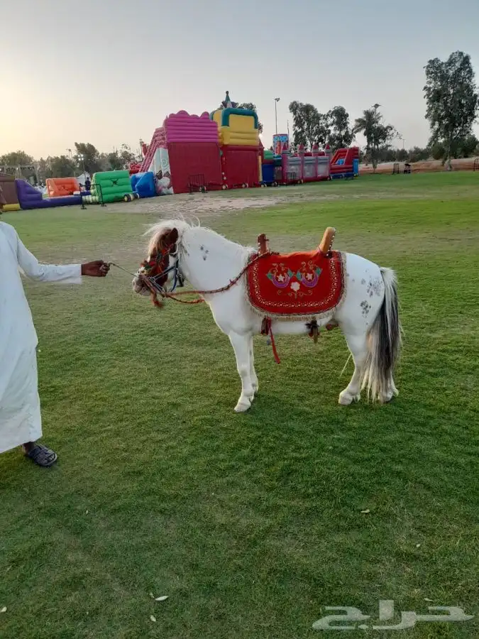 خيول وجمال ايجار 7
