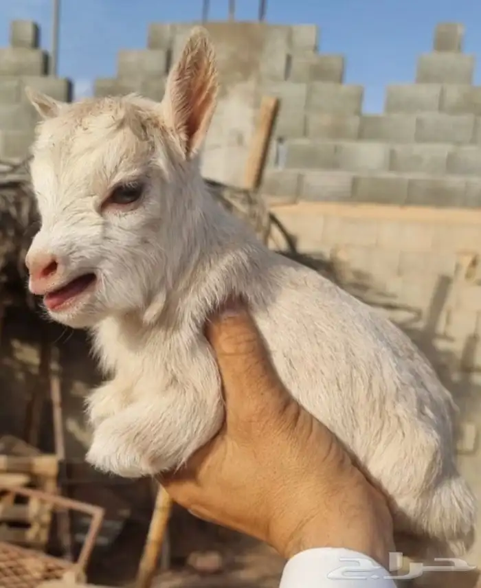 الماعز القزم الصغير الليف ماعز قزم جميل نون مدرب رضاعه 31