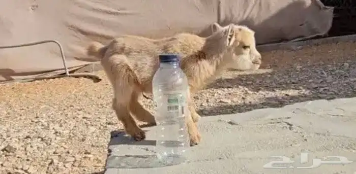 الماعز القزم الصغير الليف ماعز قزم جميل نون مدرب رضاعه 4