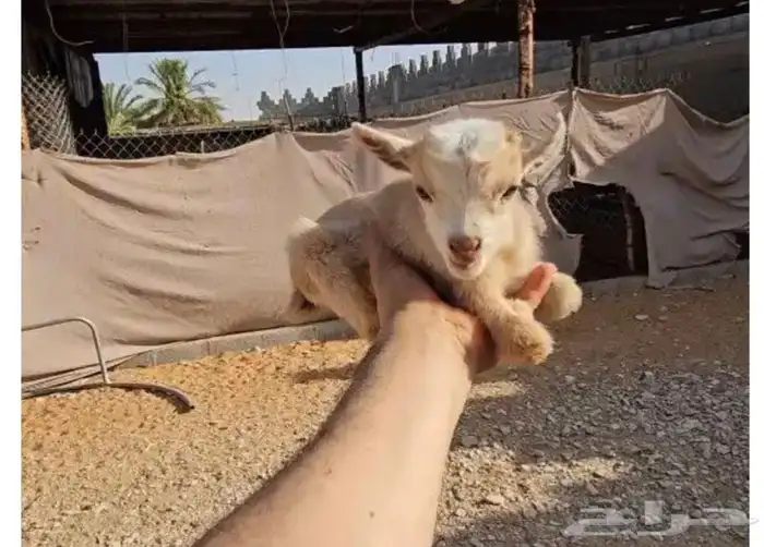 الماعز القزم الصغير الليف ماعز قزم جميل نون مدرب رضاعه 7