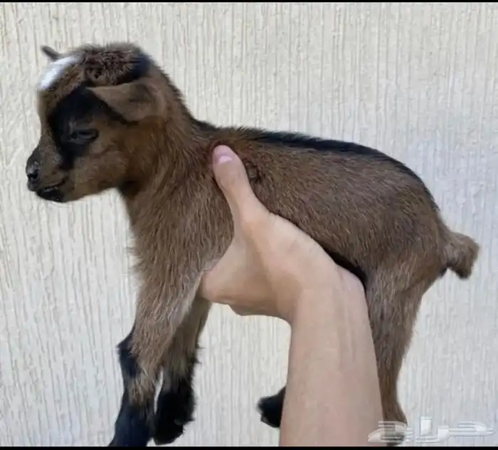 الماعز القزم الصغير الليف ماعز قزم جميل نون مدرب رضاعه 27
