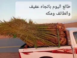 يوجد لدينا جميع انوع انخيل لمثمره وزينه 3
