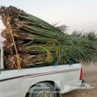 يوجد لدينا جميع انوع انخيل لمثمره وزينه 2