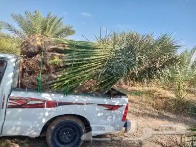 يوجد لدينا جميع انوع انخيل لمثمره وزينه 0