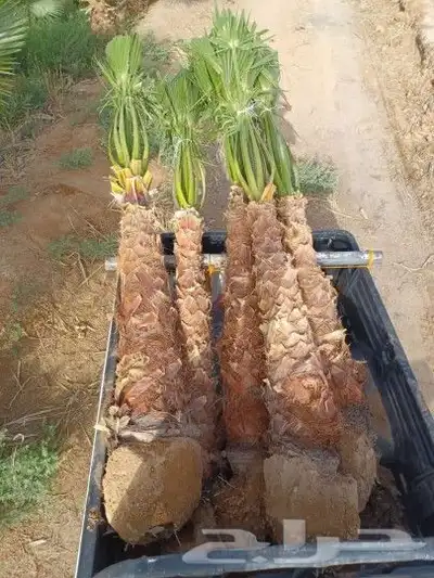 يوجد لدينا جميع انوع انخيل لمثمره وزينه 7