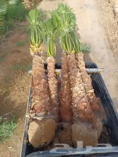 يوجد لدينا جميع انوع انخيل لمثمره وزينه 7
