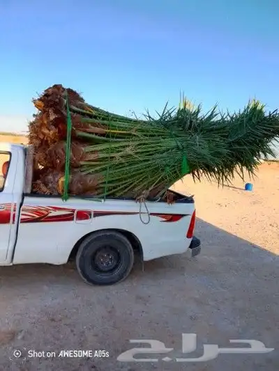 يوجد لدينا جميع انوع انخيل لمثمره وزينه 6